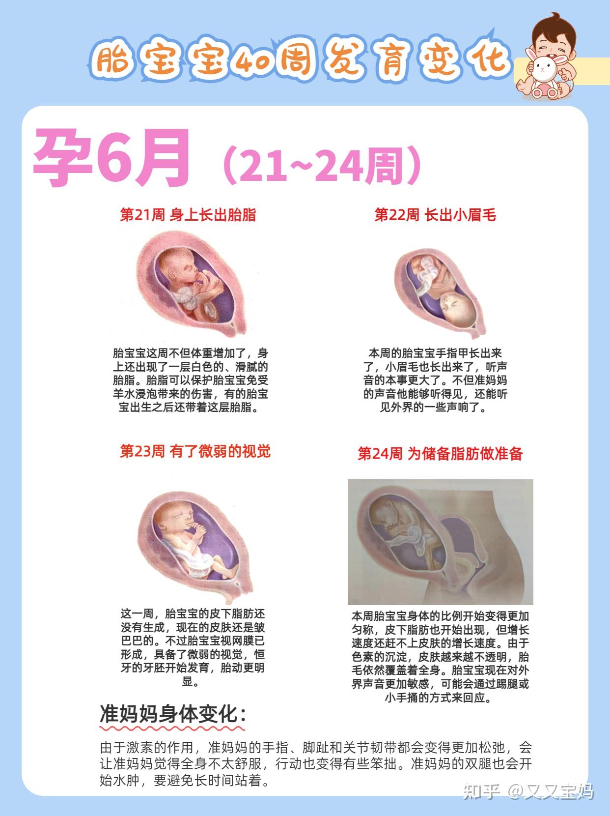 新手爸妈必看!孕期1-40周胎儿发育过程&准妈妈身体变化(多图) - 知乎