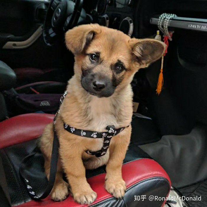 请问她是秋灵诚黄犬吗