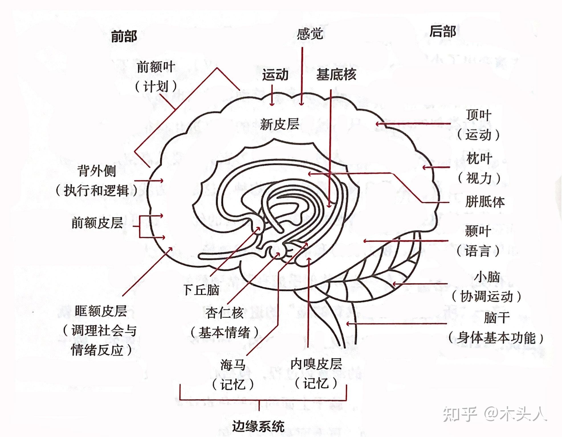 不要让低层次的大脑控制你