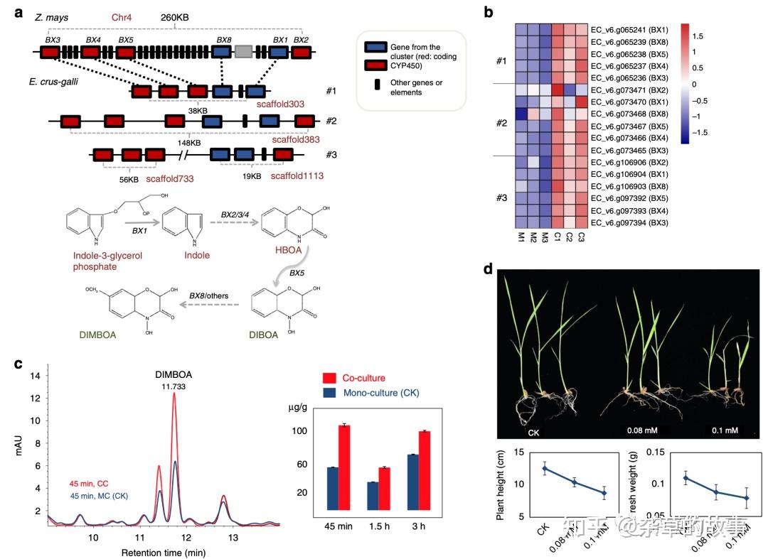 [Nature Com]稗草首个基因组草图揭示其杂草的适应性和侵害 - 知乎