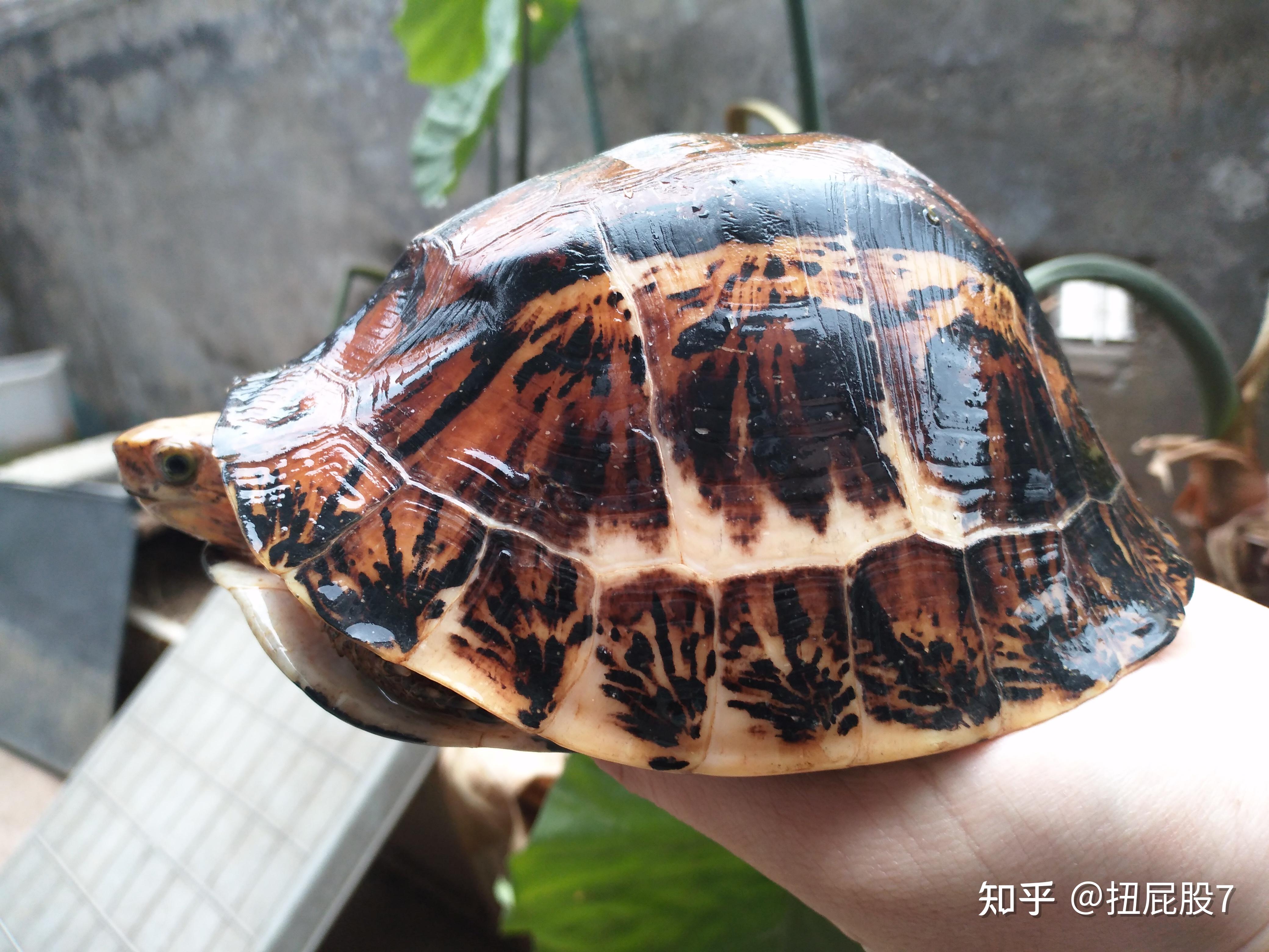 很多龟友从亚成养大的额会发生背部脊盾湿度性粘甲,常用水杨酸软膏