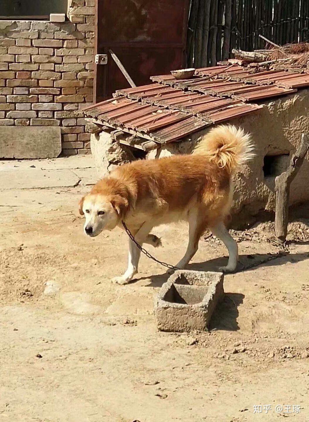 中国本土狗品种大全 - 知乎