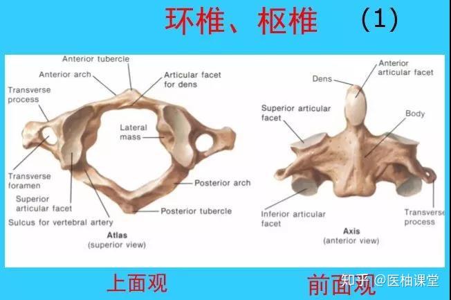 【图解】脊椎解剖 - 知乎