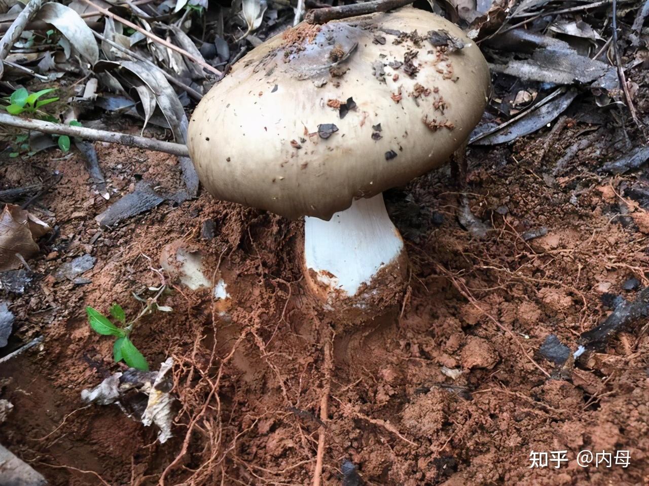 雞樅能種植嗎雞樅怎麼吃