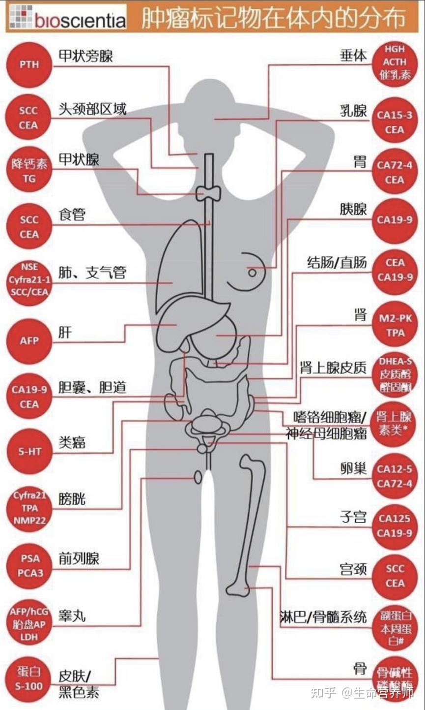 人体有哪些肿瘤标志物