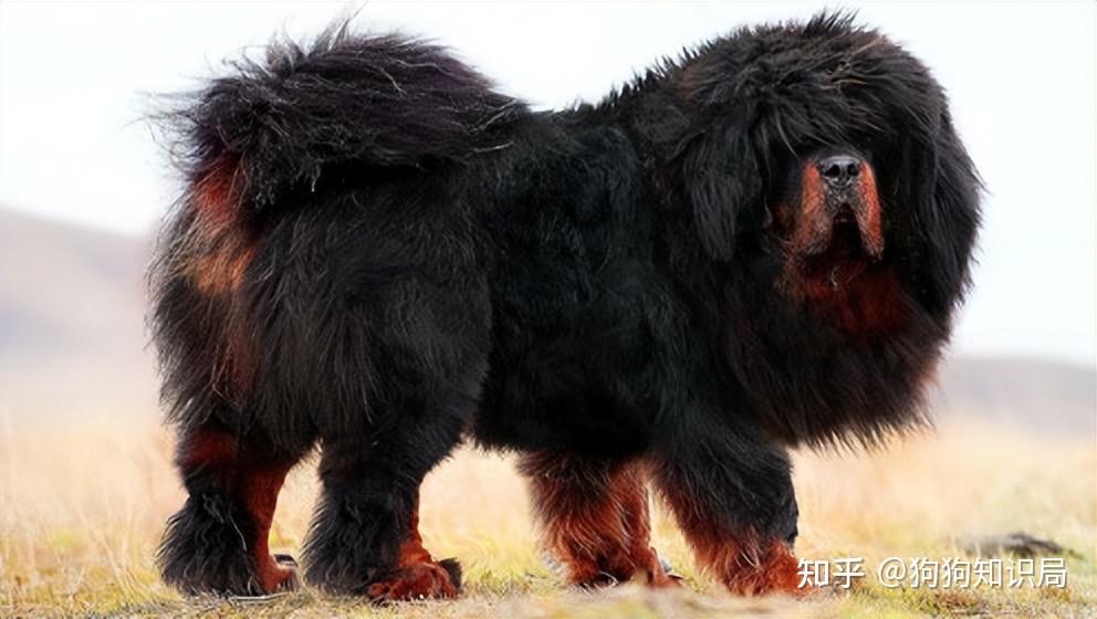 因为藏獒容易出现伤人事件,所以也被禁养了