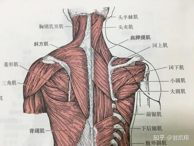 在錯誤的動作姿態中,身體後側的肌肉持續被拉長,張力變低,長此以往