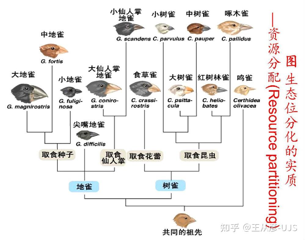 生物的种间竞争 - 知乎