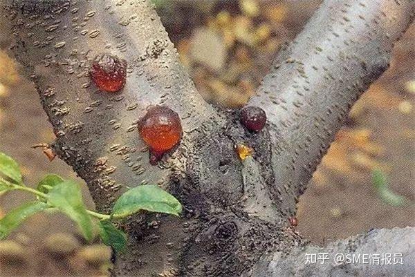 寄生虫让植物变异出的婴房你很可能已经吃了不少