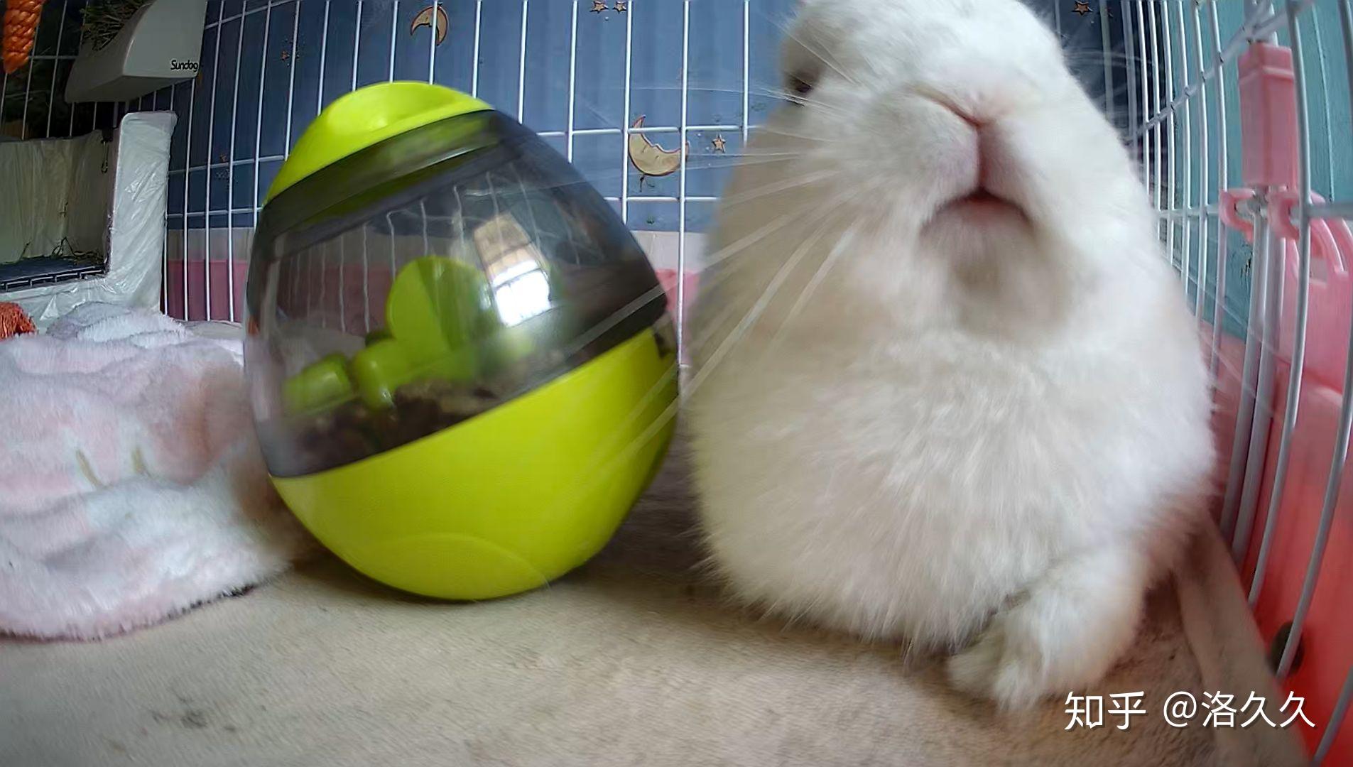 想养只小兔子,但大家都说臭,所有的兔子都很臭吗?