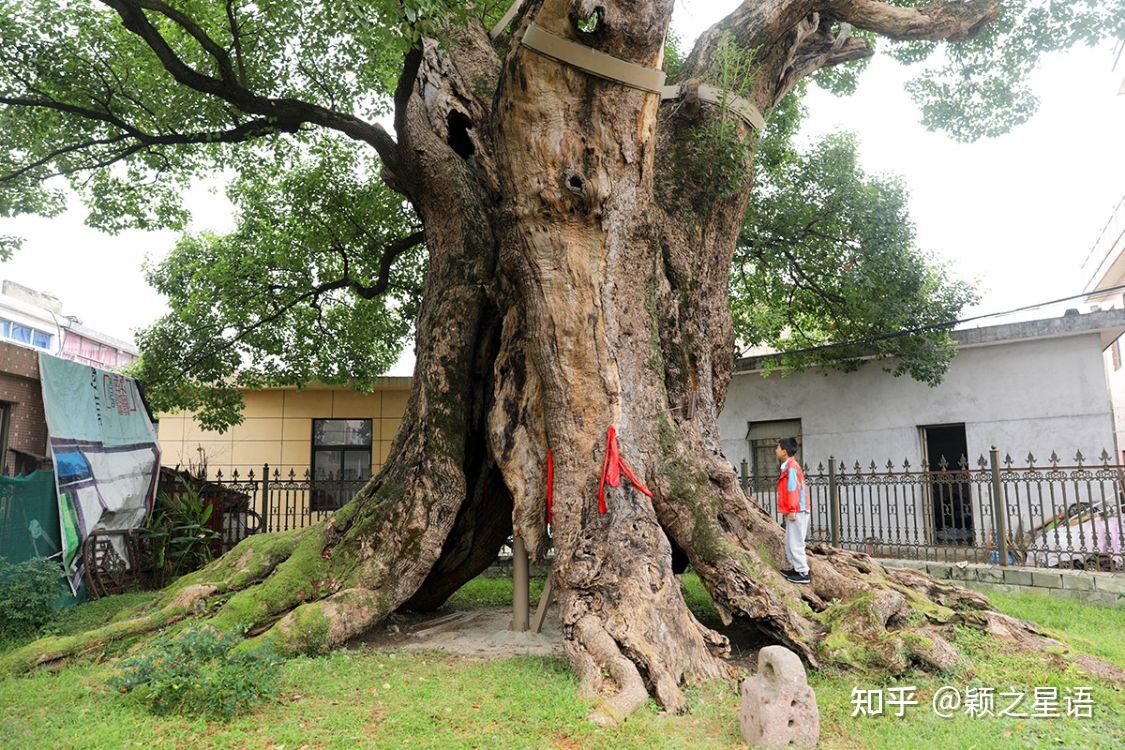 见过树王吗宁波市的七种树王沧桑岁月无限事