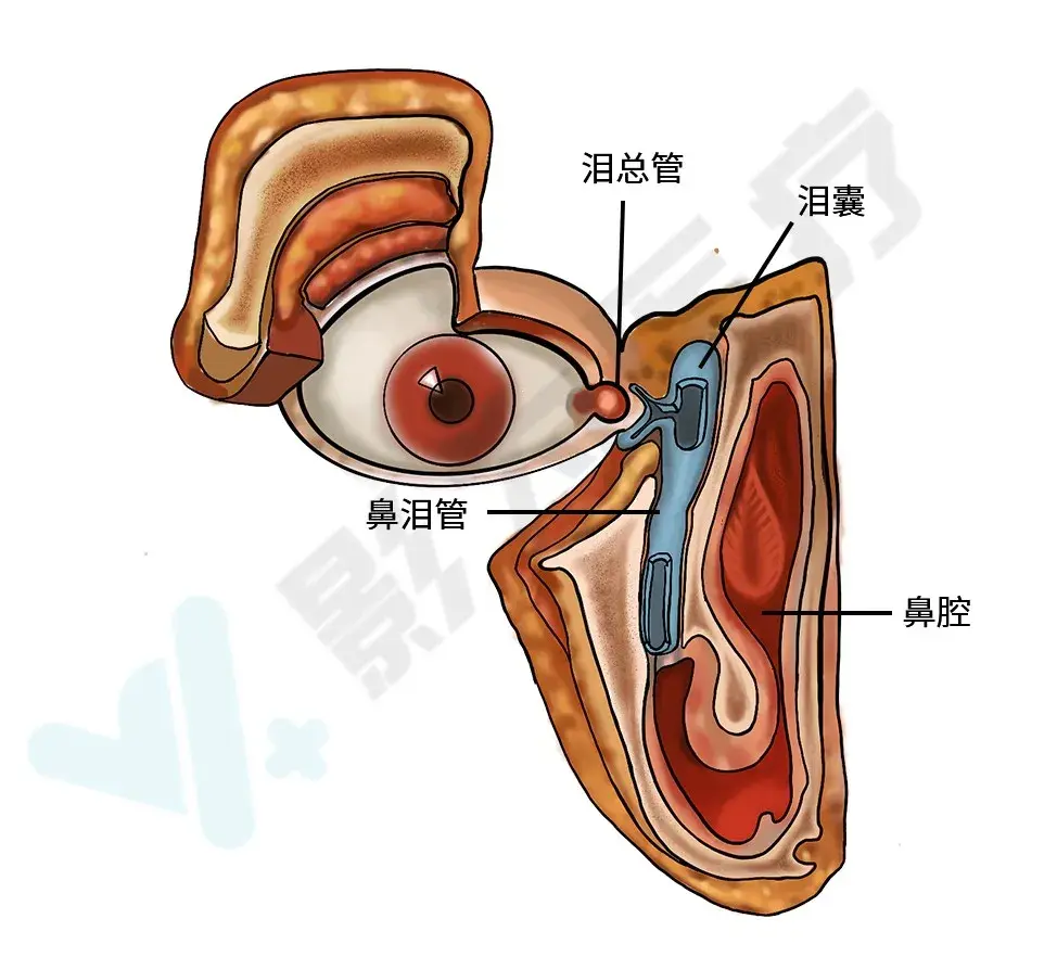 orbital — ethmoid,noe)區是指面中部兩眶間的矩形區域 ,由鼻骨,篩骨