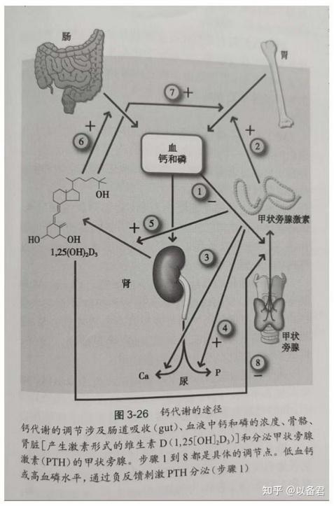 钙磷代谢