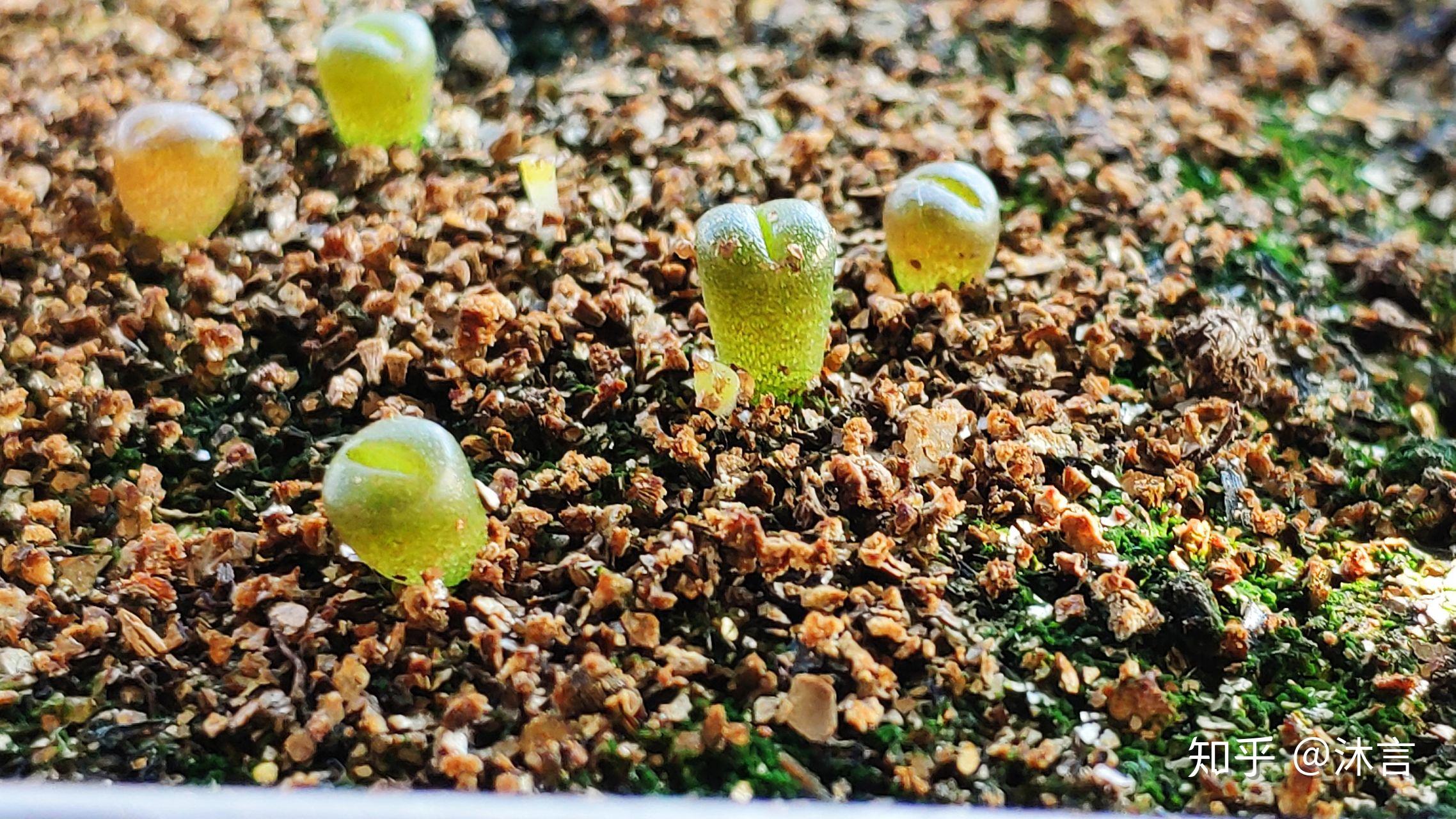 生石花播种记录记录生长过程持续更新