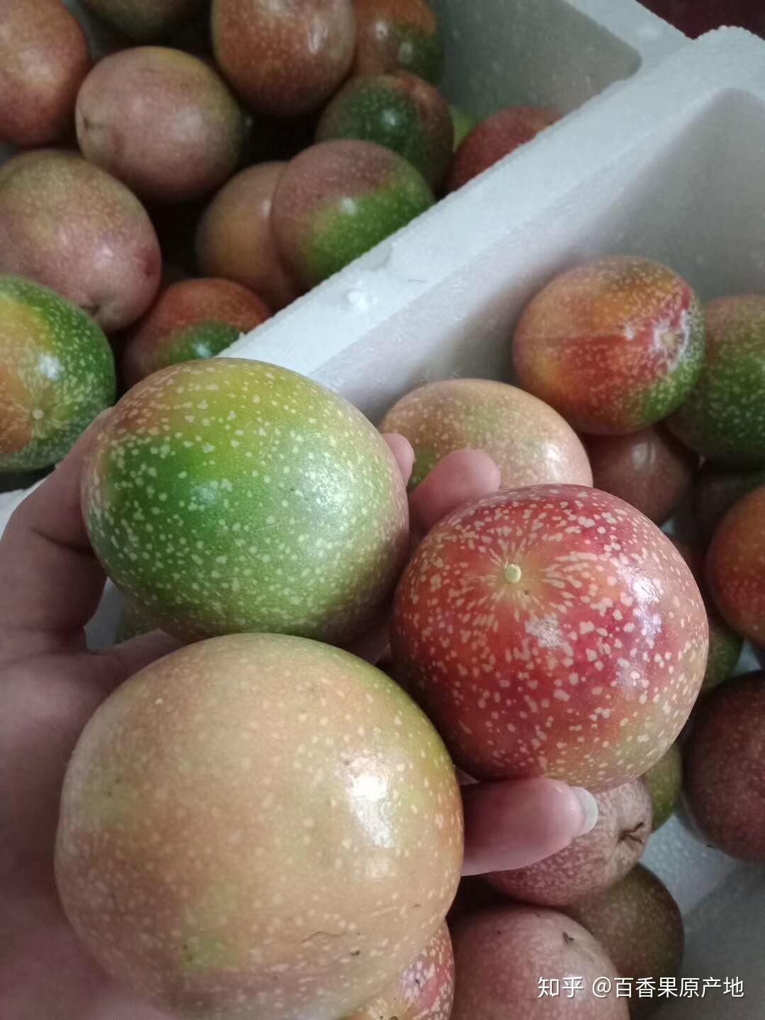 百香果是一年四季都有吗?