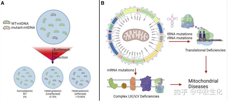 核酸药物！线粒体靶向RNA疗法作为线粒体疾病的潜在治疗策略 - 知乎