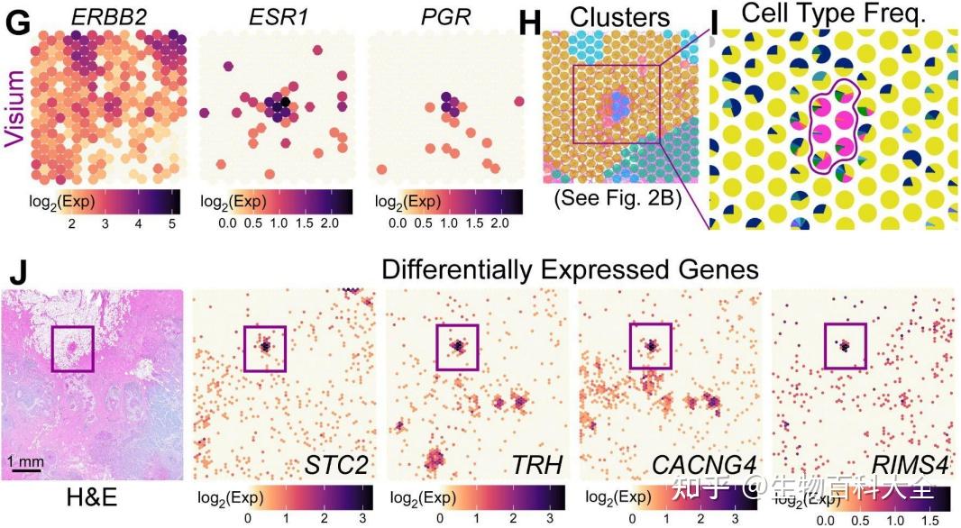 Xenium空间原位分析高端局—从文献解析到研究思路大揭秘 - 知乎