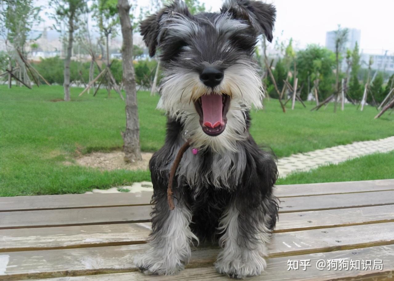 小老头雪纳瑞有这些优点你一定会喜欢的