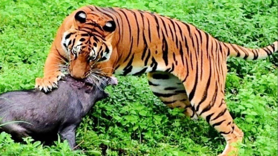 自愿“捐猪蹄”公开听证会——全体猪们喜迎被砍猪蹄 - 知乎
