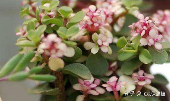 怎么养金枝玉叶能开花 v2-606601132f4b6eabefd9e9019a11580e_r.jpg