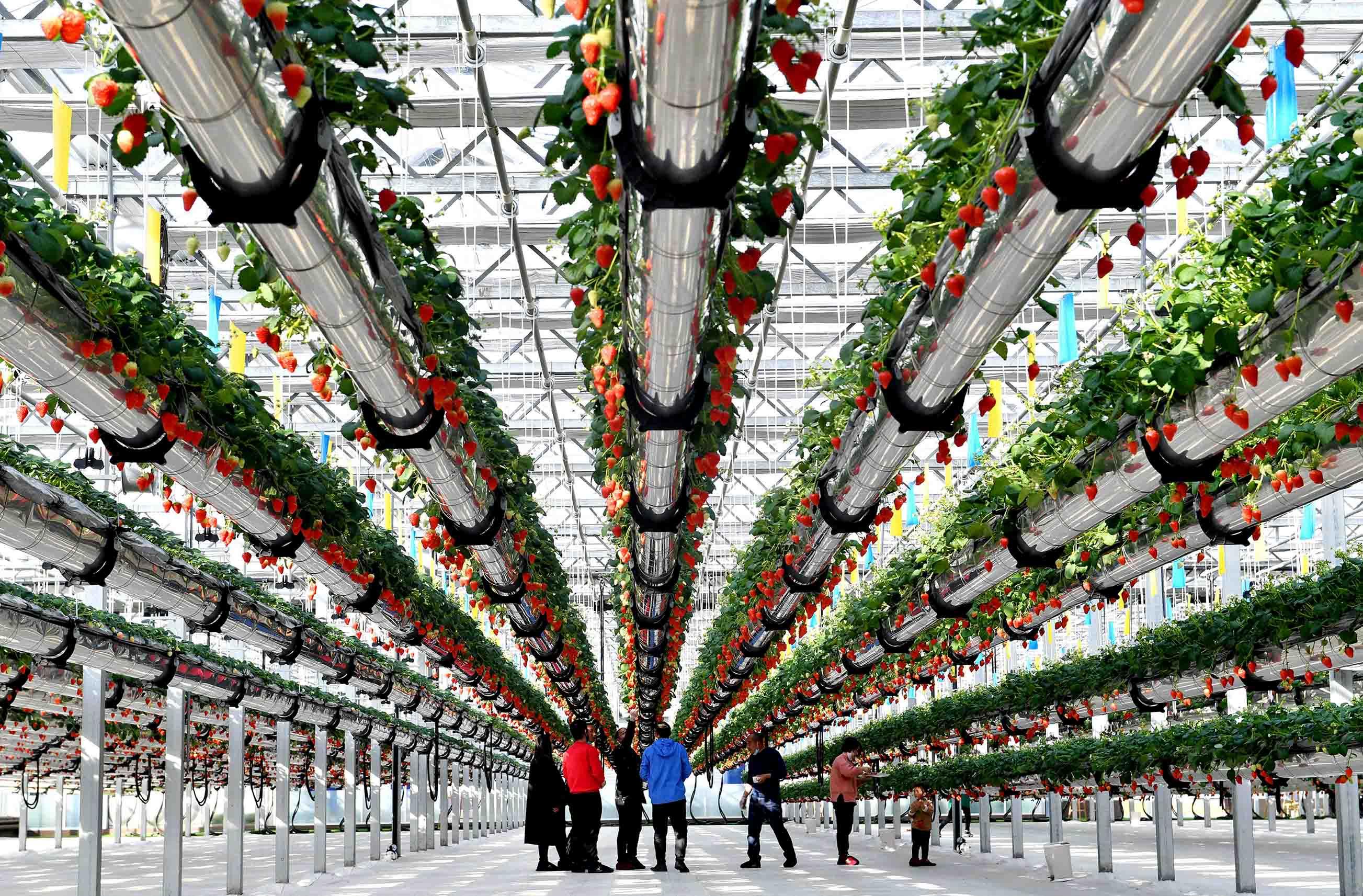 空中草莓助产业升级 苗育才 摄辣椒 马斌 摄乐呵呵 王邦传 摄立体种植