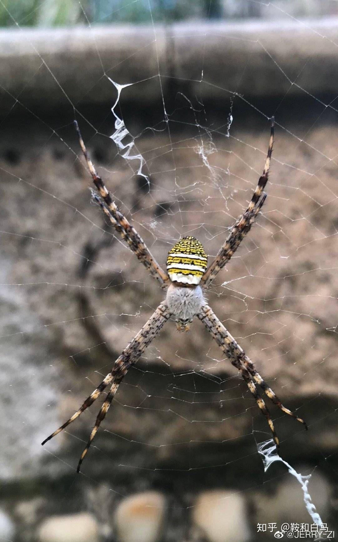 褐条斑蝇虎花哈沙蛛,台湾人叫它安德逊蝇虎条纹蝇虎中国蜘蛛种类繁多