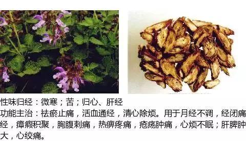 500余种中草药图  第292张