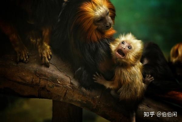 吼猴,牺牲睾丸换猴吼 - 知乎