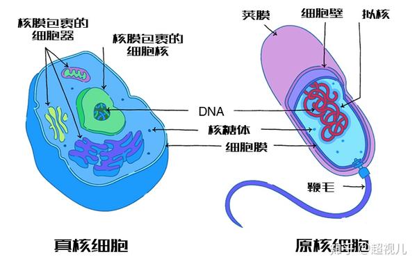 大跃迁 从原核生命到真核生命 知乎