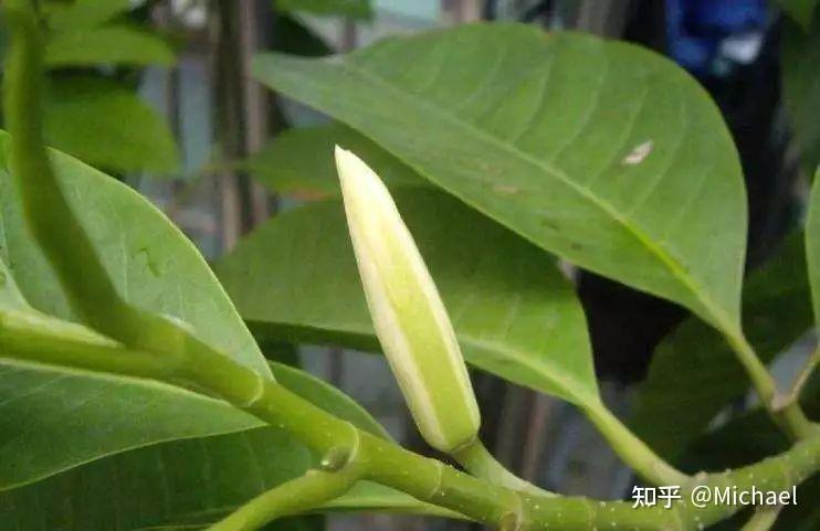 81-《黄桷兰》 - 知乎