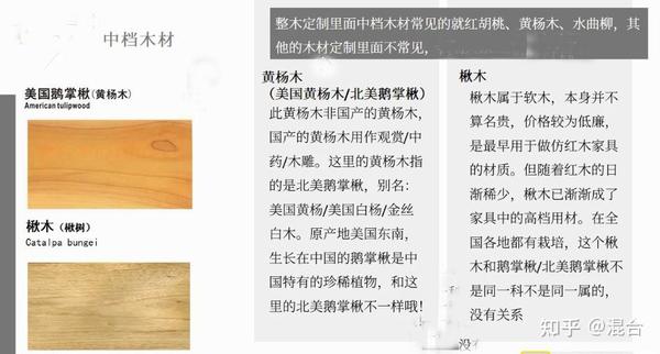 中国木王---楸木 - 知乎