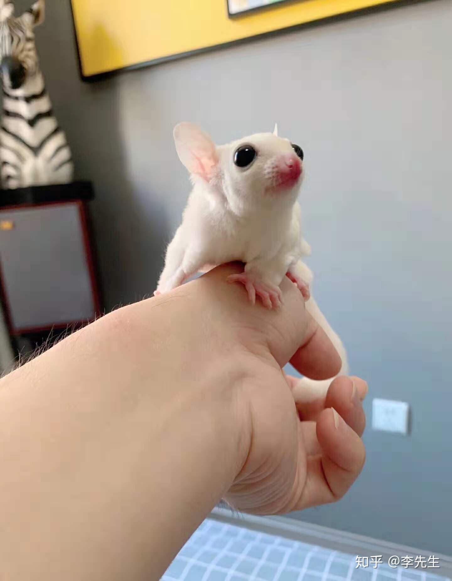 袋鼯科