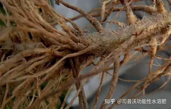 梨树根腐病严重怎么办别急听听司普沃怎么说