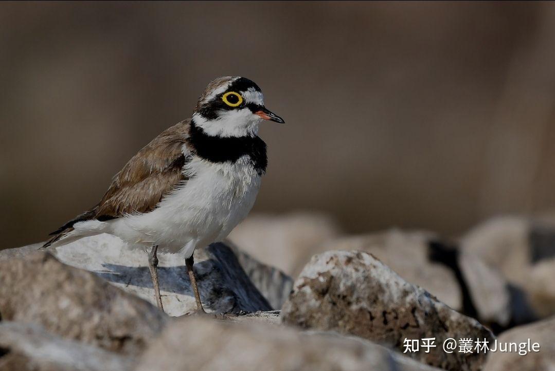 精致的小型鸻类,眼圈亮黄色.繁殖成鸟腿淡粉色,前额有大片白斑.