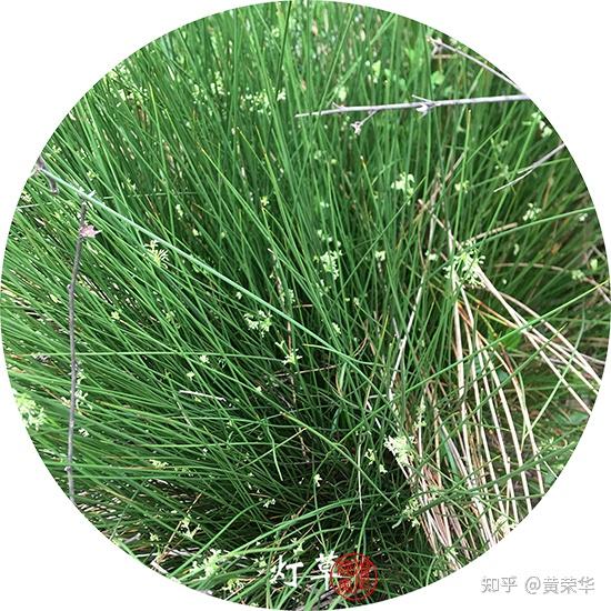 中国传统色：灯草灰 - 知乎