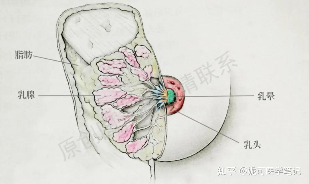 乳房纤维瘤位置图片图片