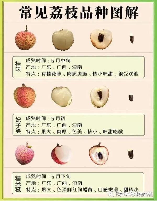 中国荔枝品种大全(本文共59种) - 知乎