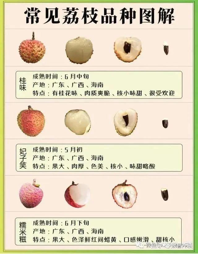 中国荔枝品种大全（本文共59种） - 知乎