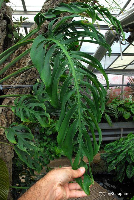 常见热植拉丁文名引索ins热植一