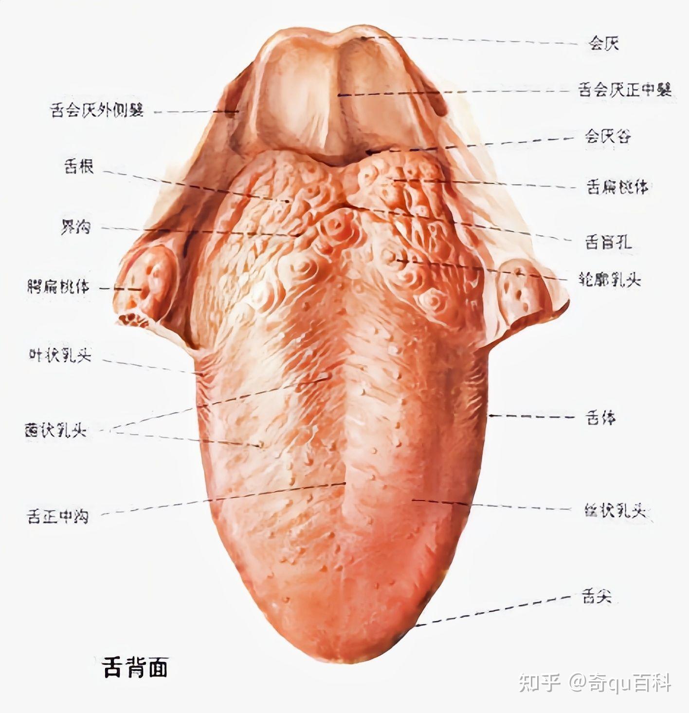 舌头为什么可以品尝味道
