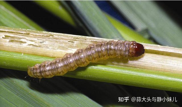 玉米钻心虫如何防治