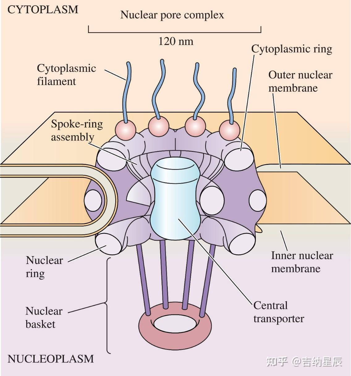 Nature Biotech 2025 重磅:小鼠模型“系统性失灵”?AAV 肝脏基因治疗或需推倒重来。 - 知乎