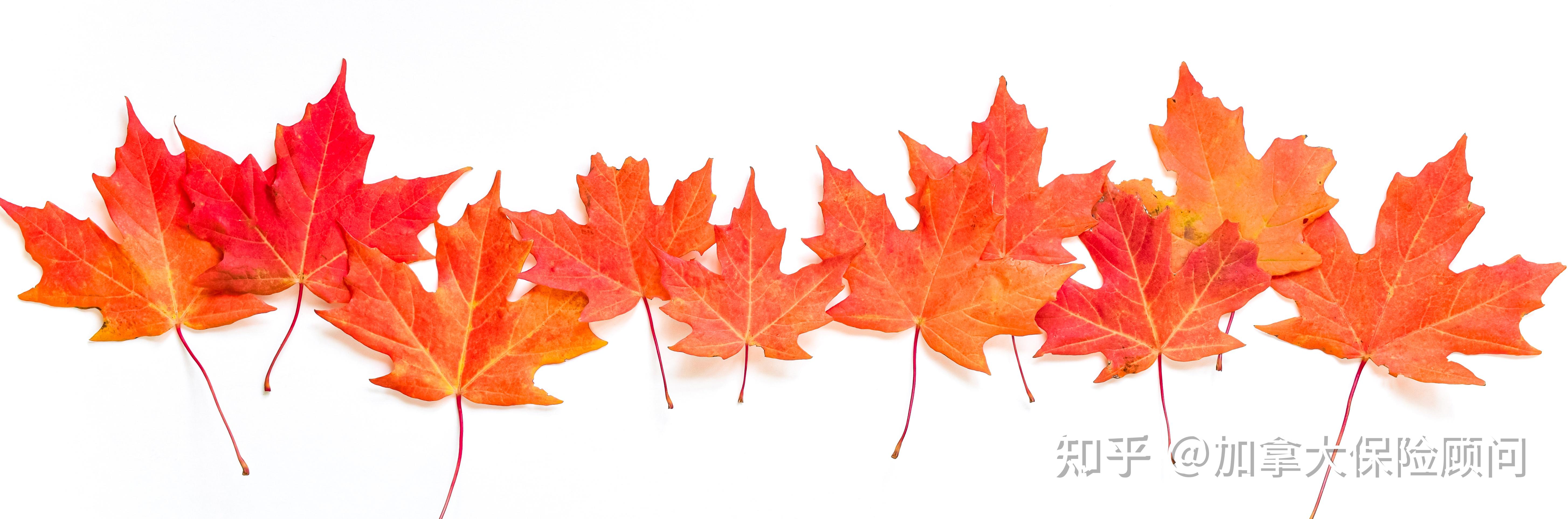 【全网最全】到加拿大旅游探亲的旅游保险应该怎么买？买哪家合适？价格多少？都包什么？看这一篇就够了！ 知乎