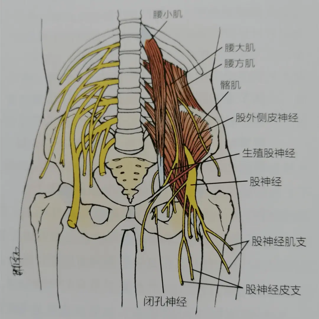 影响腰椎骨盆呼吸腰方肌保护只需5步