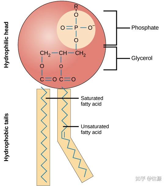 的,这意味着它们既有亲水区(hydrophilic)又有疏水(hydrophobic)区
