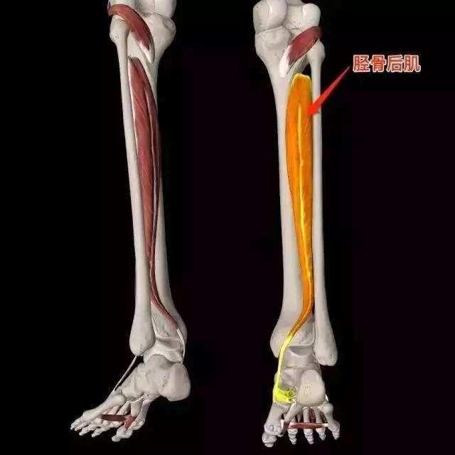 學堂 分享乾貨知識 1人 贊同了該文章 脛骨後肌 位於小腿三頭肌的深面