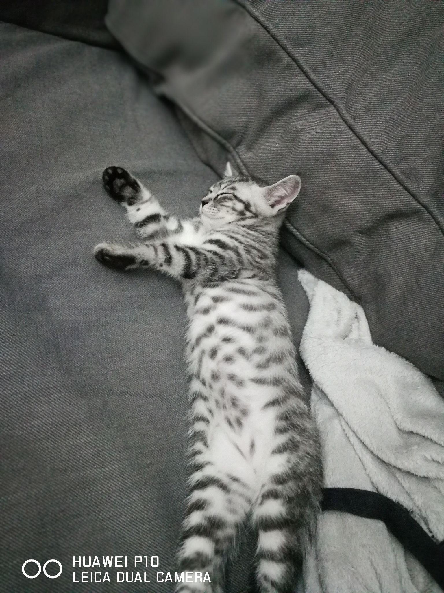 请问这是狸花猫还是美短串