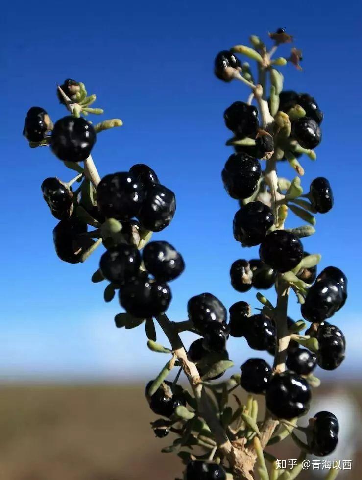 你就不曾品尝过,驰名中外的格尔木红枸杞,黑枸杞还有各种当地营养特产