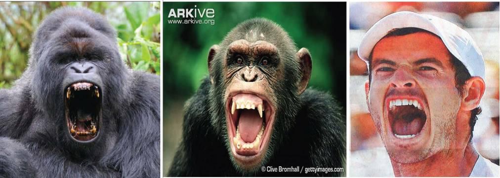 华裔语言学家王士元：语言是怎样演化的？ - 知乎