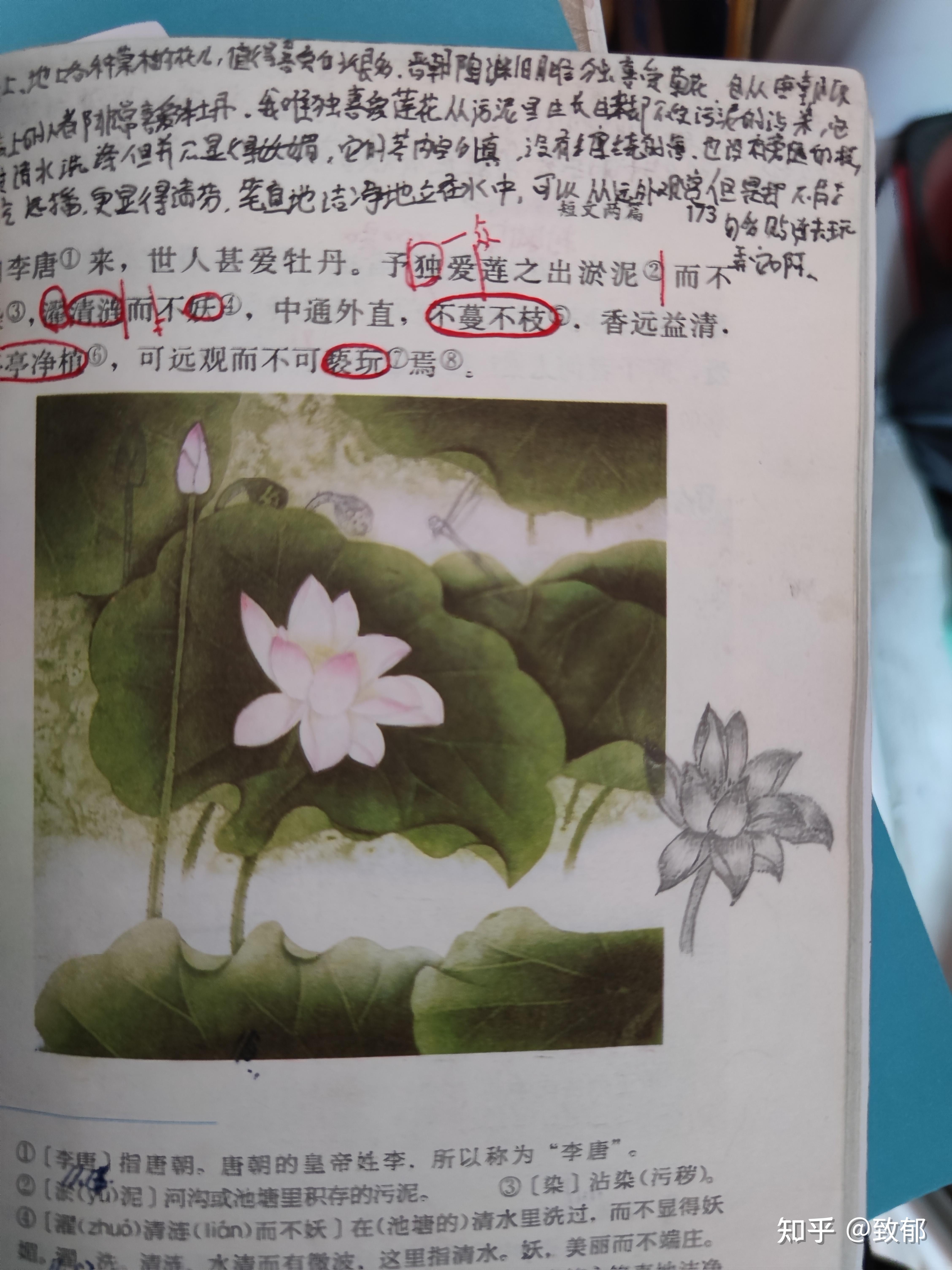 画画也一样(下列图文皆是我自己的书和画)今天翻了翻自己的初中语文